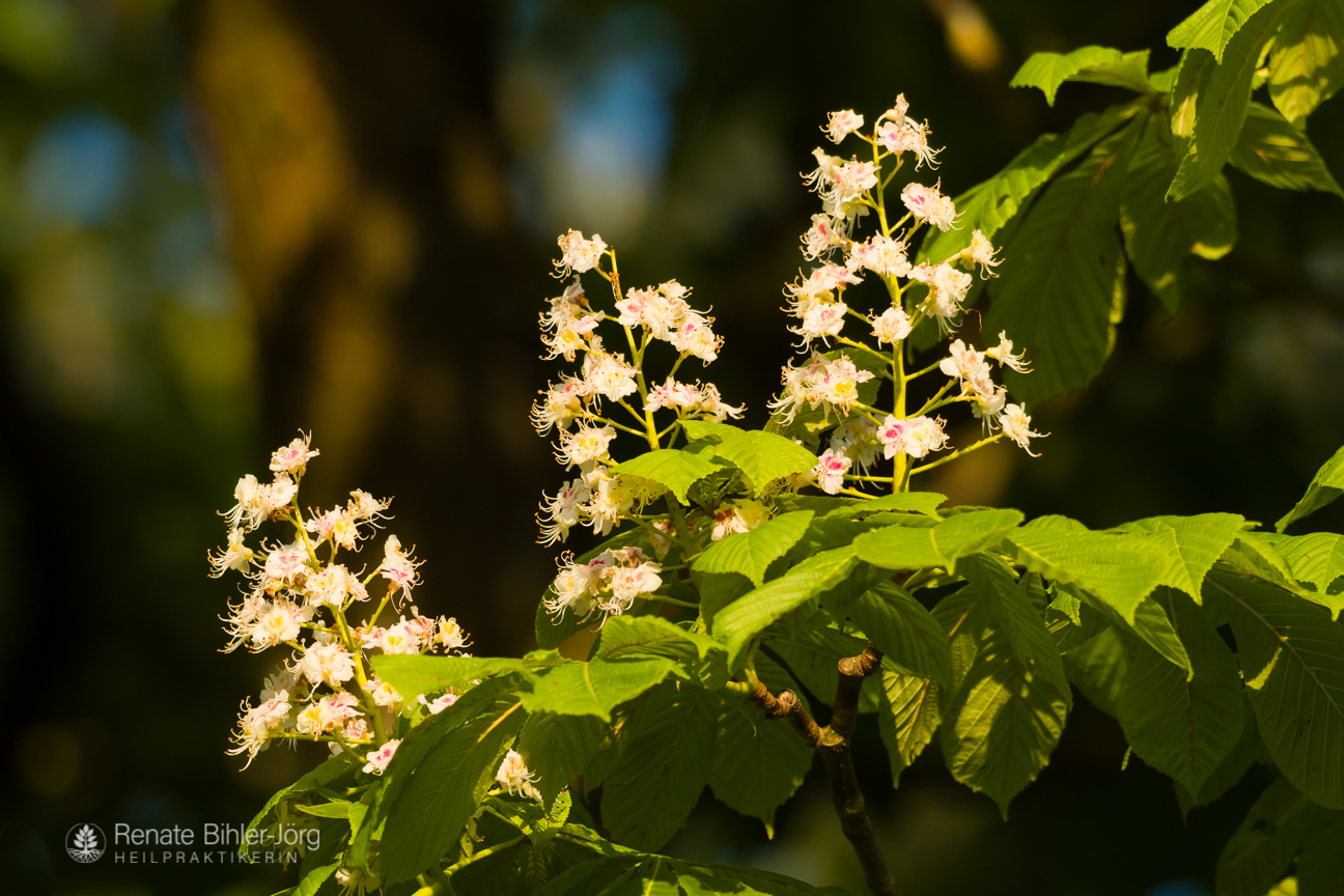 Die Weiße Rosskastanie (Aesculus hippocastanum), eine Heilpflanze aus dem Repertorikum von Heilpraktikerin Renate Bihler-Jörg.