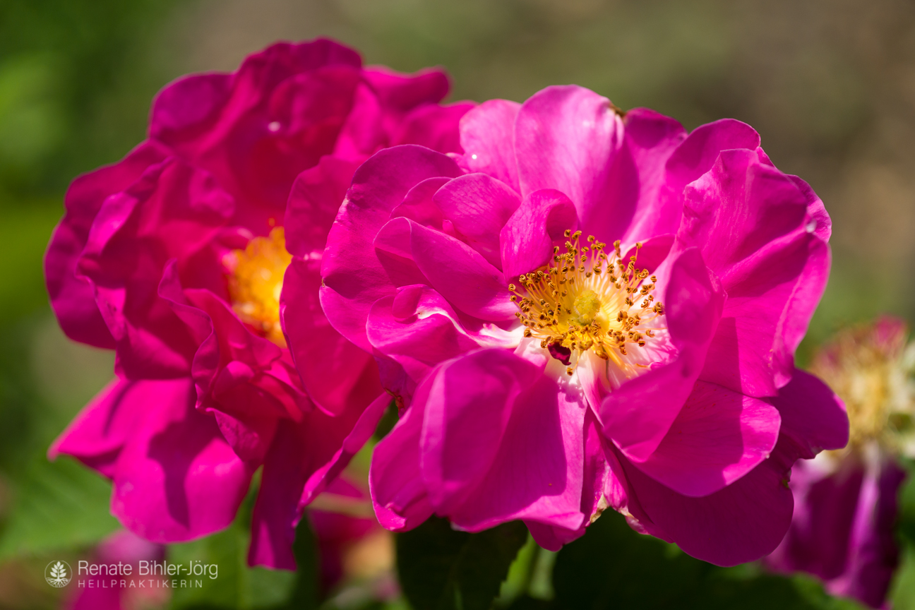 Die Apothekerrose (Rosa gallica officinalis), eine Heilpflanze aus dem Repertorikum von Heilpraktikerin Renate Bihler-Jörg.