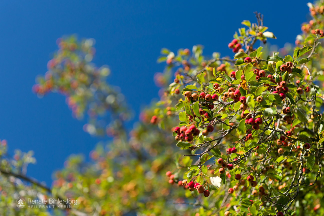 Der Weißdorn (Crataegus), eine Heilpflanze aus dem Repertorium von Heilpraktikerin Renate Bihler-Jörg.