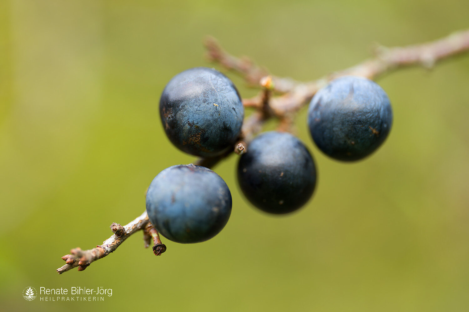Die Früchte der Schlehe (Prunus spinosa, auch Schwarzdorn), einer Heilpflanze aus dem Repertorium von Heilpraktikerin Renate Bihler-Jörg.